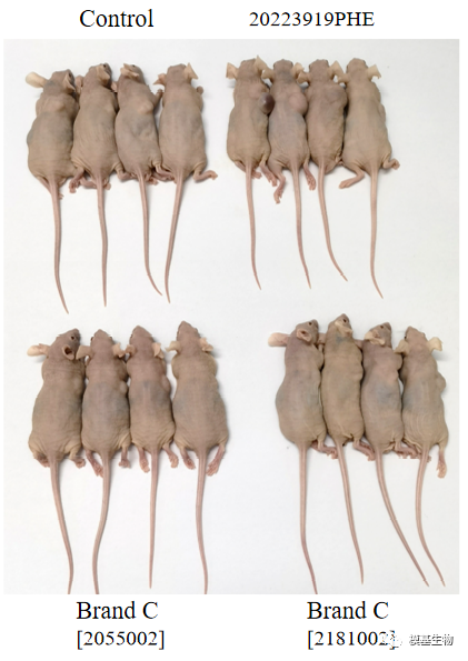【每周质检】 模基vsC品牌基质胶：成瘤实验报告分析