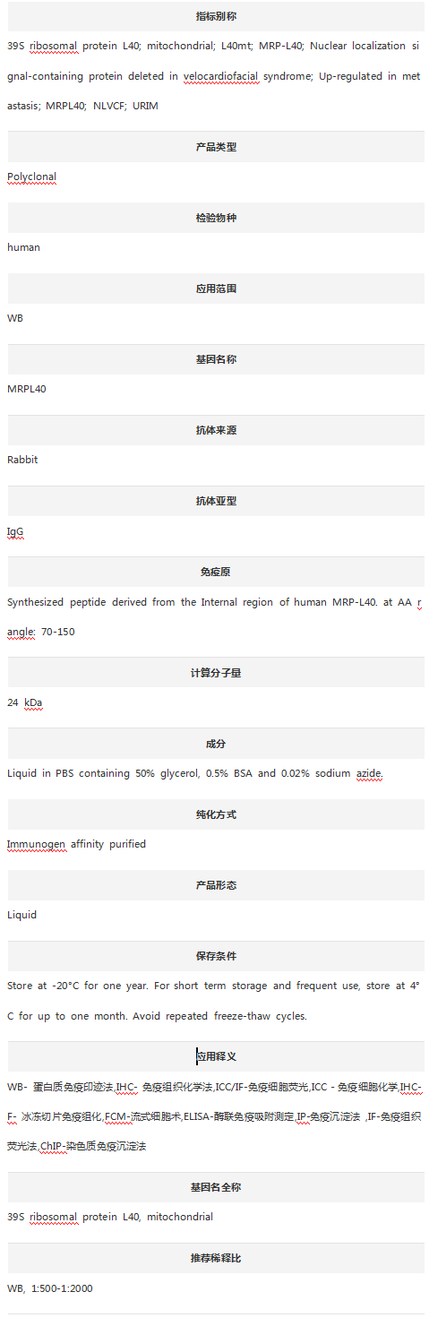 Anti-MRPL40 Antibody