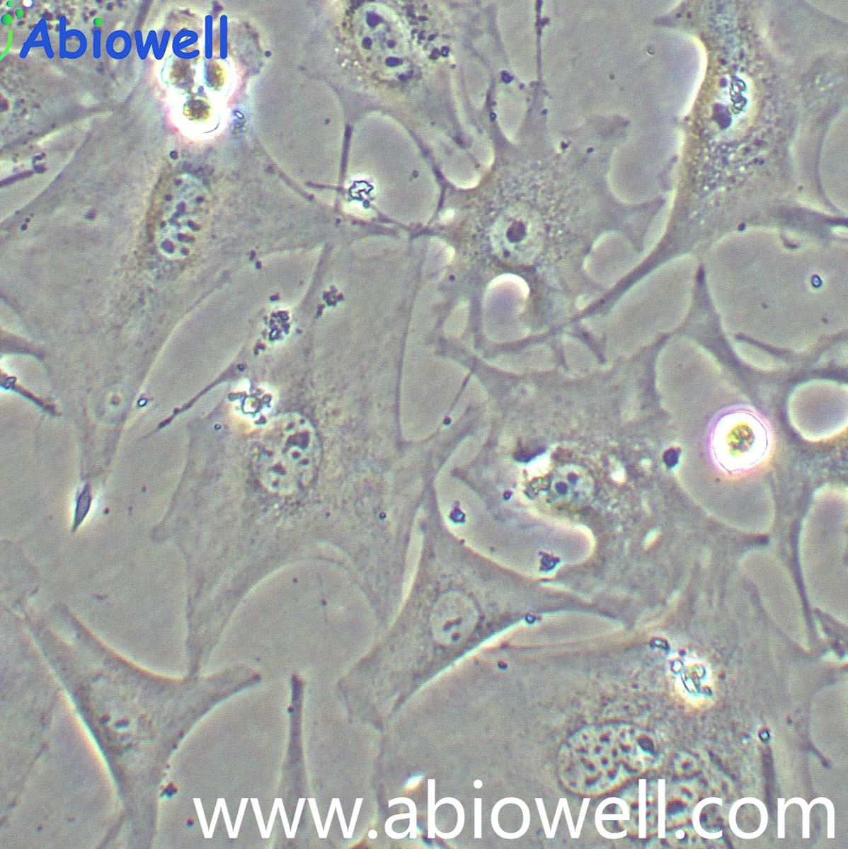 bEnd.3小鼠脑微血管内皮细胞株