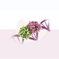 多肽定制服务 | Peptides - MedChemExpress