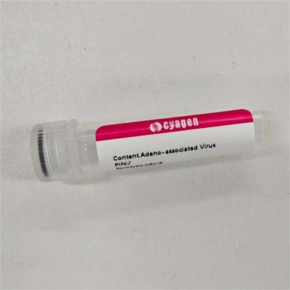 AI辅助筛选的创新型AAV病毒变体