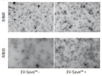 EV-Save 细胞外囊泡保存稳定剂（超滤用）