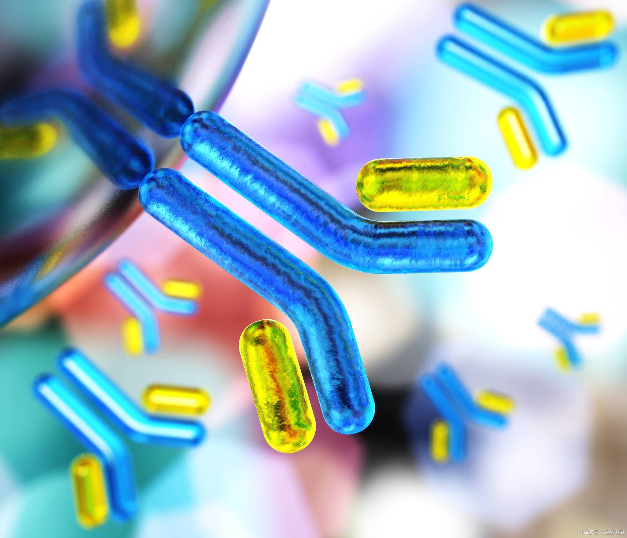 抗体的作用功能及对人体有危害的抗体介绍