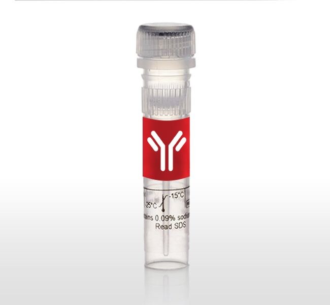 Invitrogen™Western 印迹和核酸膜及滤纸、通