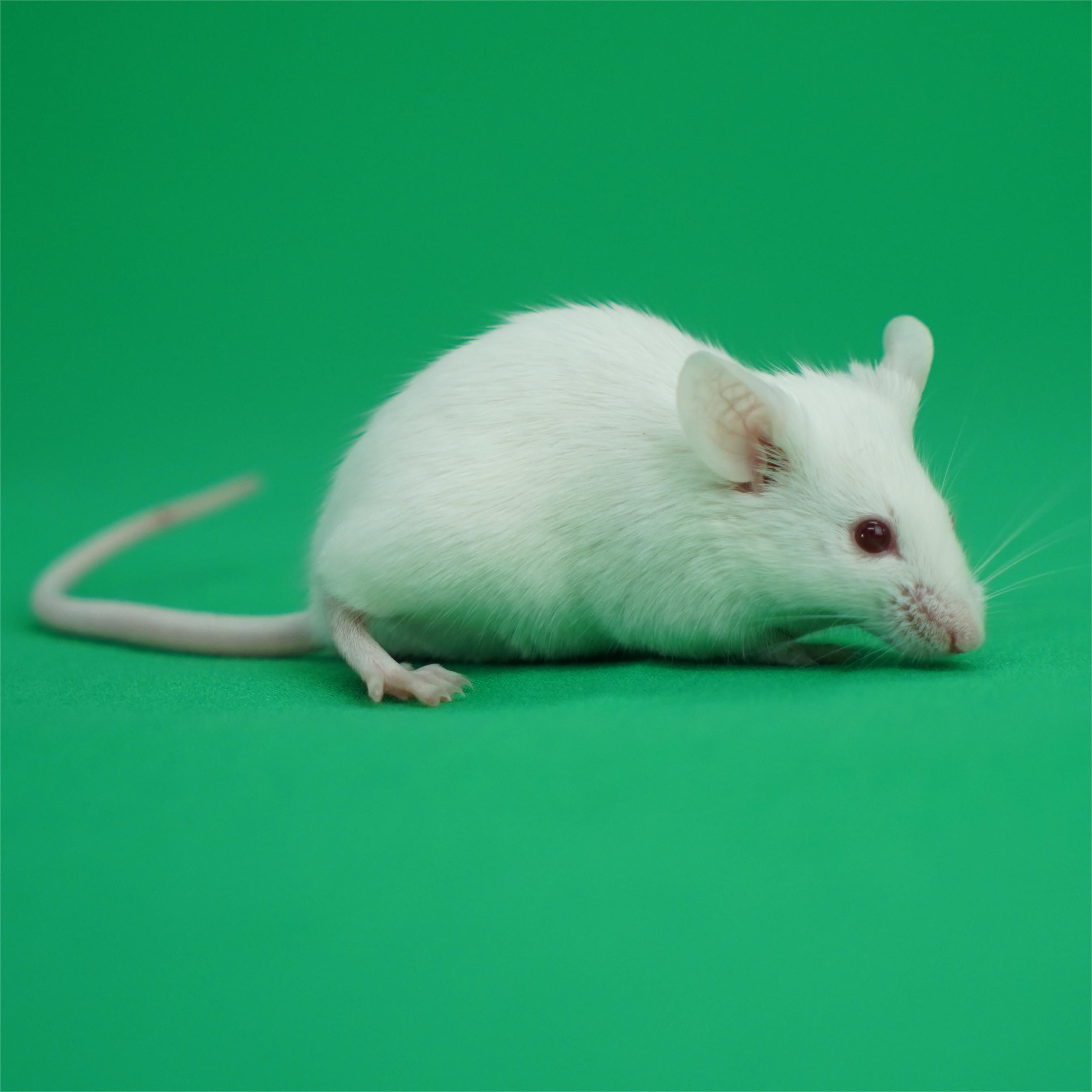 CDX人源肿瘤细胞系异体移植小鼠