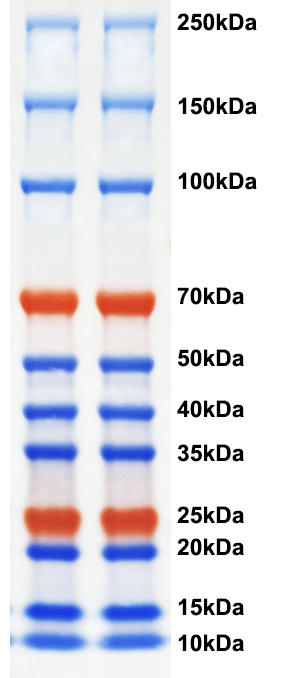 Multi-color Prestained Protein