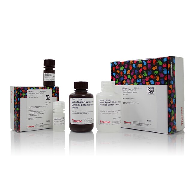 Invitrogen™Western 印迹和核酸膜及滤纸、通