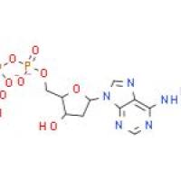 2'-脱氧腺苷 5'-三磷酸酯