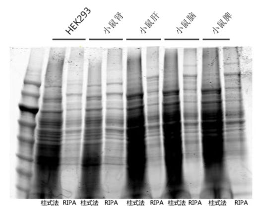 Animal Cultured Cells and Tiss