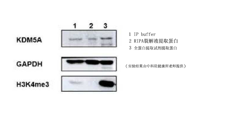 Animal Cultured Cells and Tiss