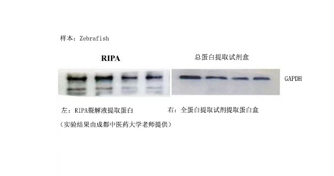 Animal Cultured Cells and Tiss