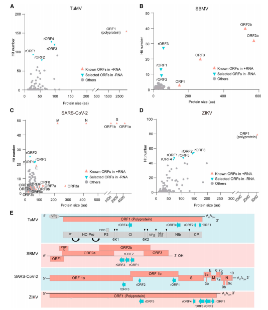 文献解读|植物和动物正单链 RNA 病毒在其负义链上编码对病毒侵染重要的小蛋白