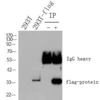 HRP* Goat Anti Mouse IgG(H+L)