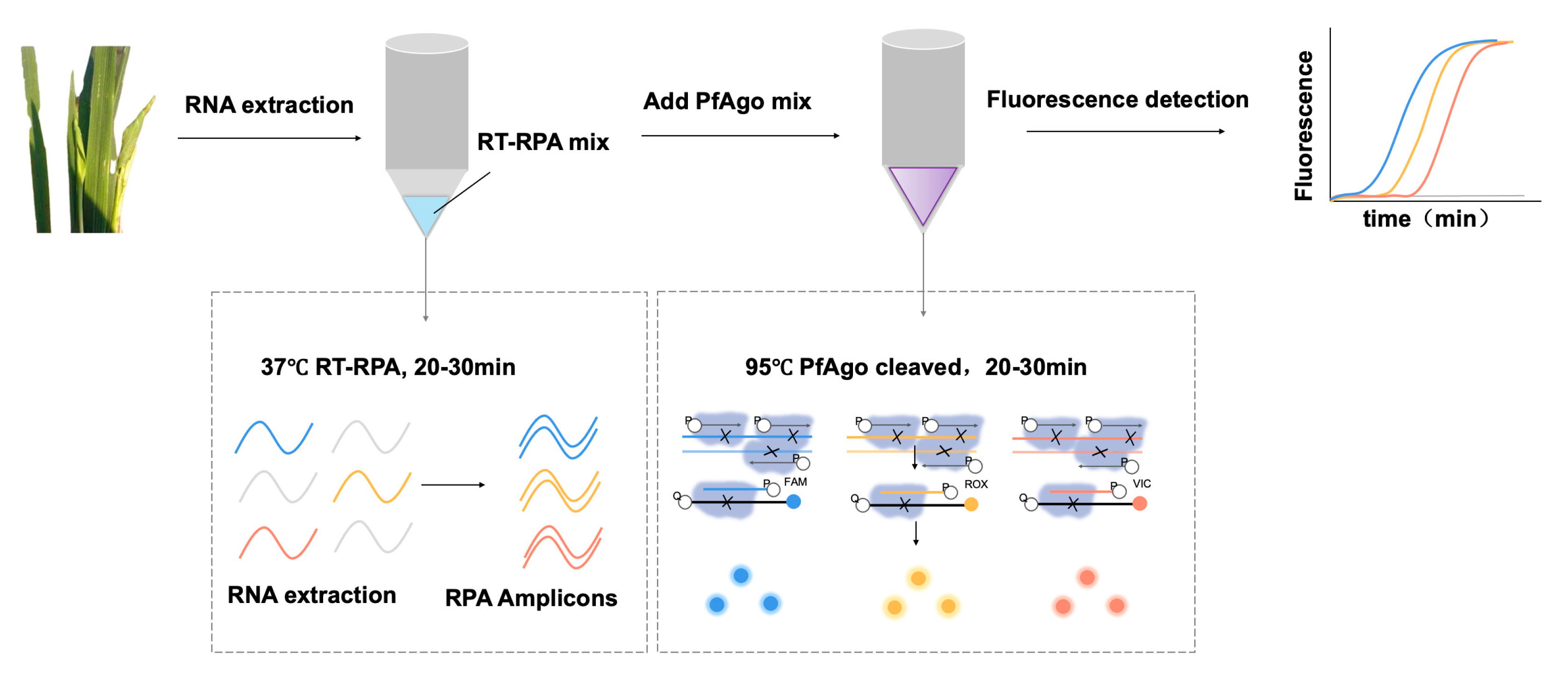 技术丨RT-RPA-PfAgo系统：一种快速、灵敏、特异性的水稻感染病毒多重检测方法 - 企业动态 - 丁香通