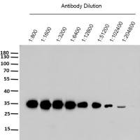 HRP* Goat Anti Rabbit IgG(H+L)