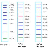 Multi-color Prestained Protein Marker(10-180KDa)
