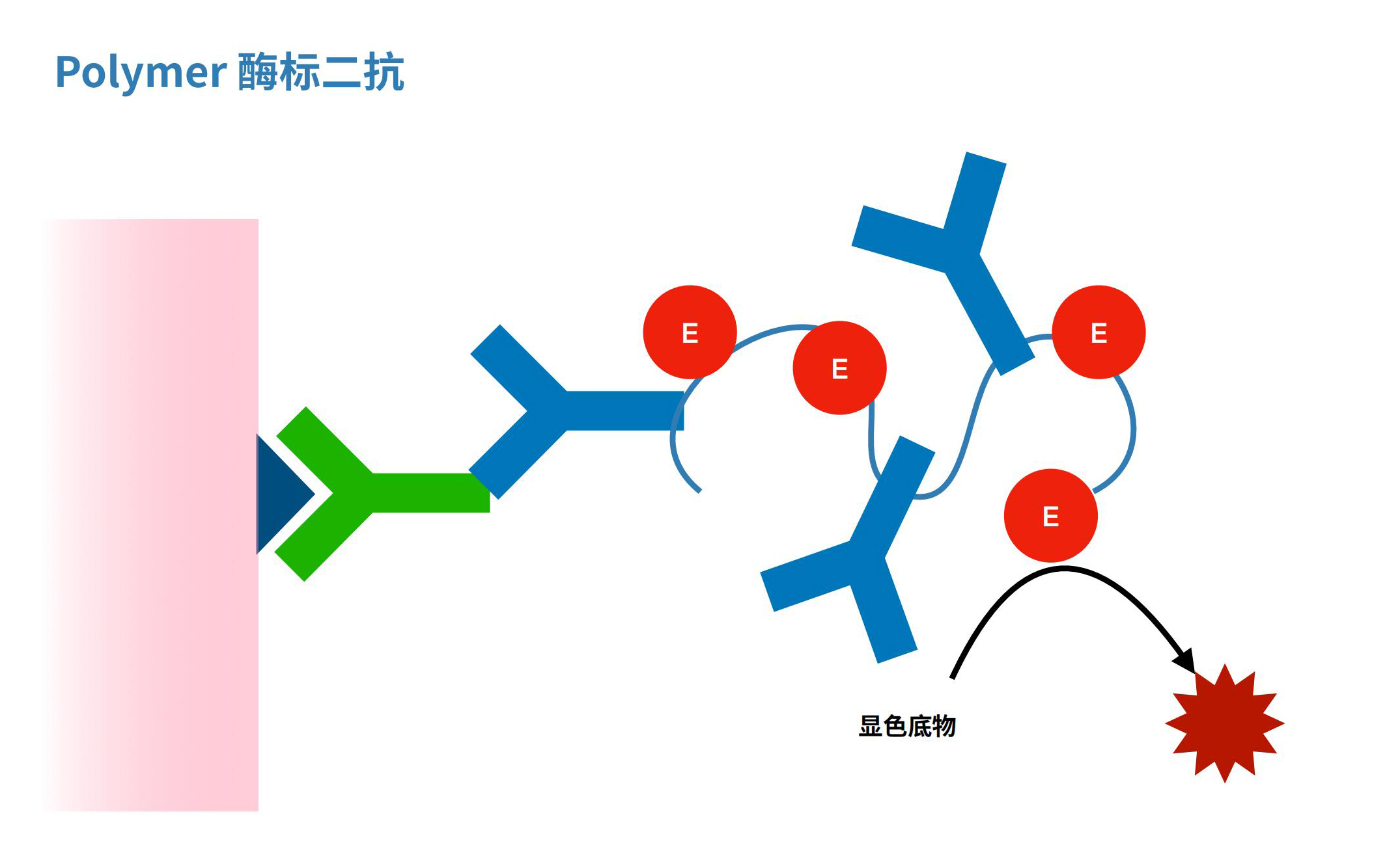 Polymer酶标二抗-P系列，颠覆性优势，震撼来袭