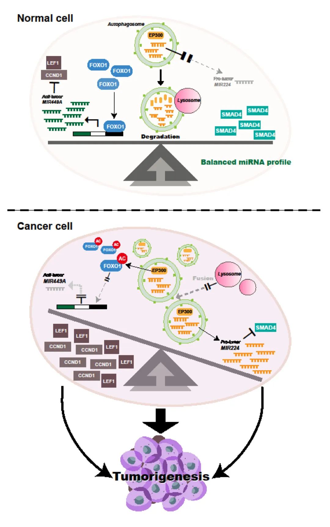 mirna研究进展盘点丨20240204期