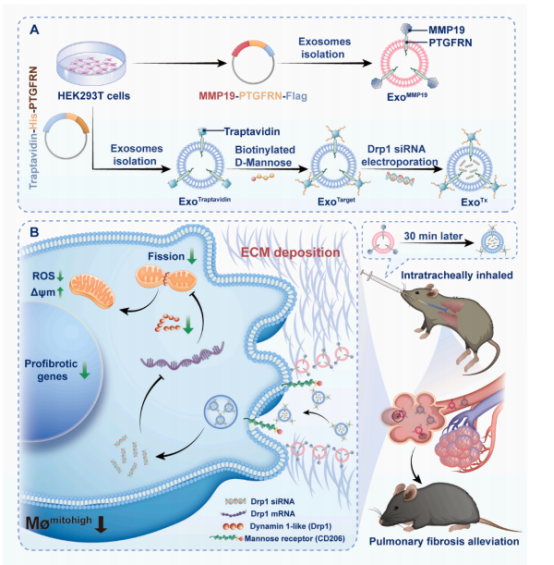  动物肺部定量雾化器在肺部纤维化和慢支疾病方面的应用 