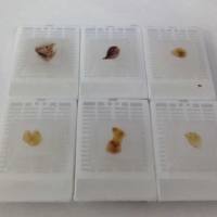 动物组织石蜡包埋和切片实验服务