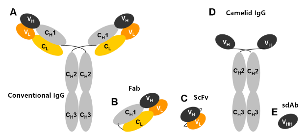 羊驼单B细胞单抗制备服务-卡梅德生物