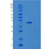 大肠杆菌map重组蛋白