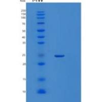 人Latexin重组蛋白