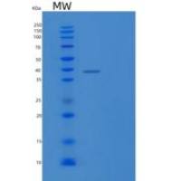 人内皮脂肪酶(LIPG)重组蛋白