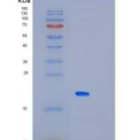 人MAGOHB重组蛋白