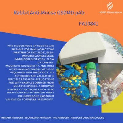 Rabbit Anti-Mouse GSDMD pAb|兔抗鼠GSDMD多克隆抗体