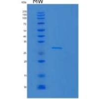 人MAF1重组蛋白