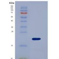 小鼠半乳糖凝集素7(GAL7)重组蛋白