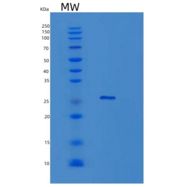 小鼠胶乳素(LXN)重组蛋白