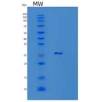 小鼠胶乳素(LXN)重组蛋白
