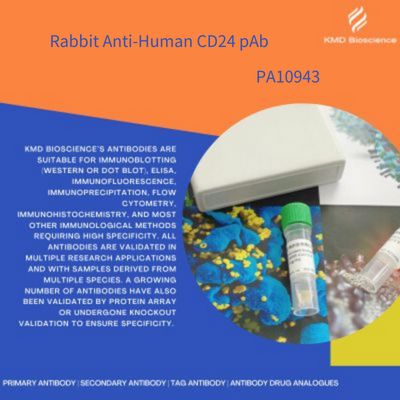 Rabbit Anti-Human CD24 pAb|兔抗人CD24多克隆抗体