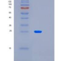 人LAYN重组蛋白