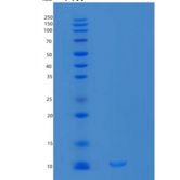 人胶乳素(LXN)重组蛋白