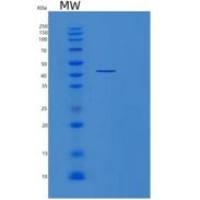 人丝裂原激活蛋白激酶激酶2(MAP2K2)重组蛋白