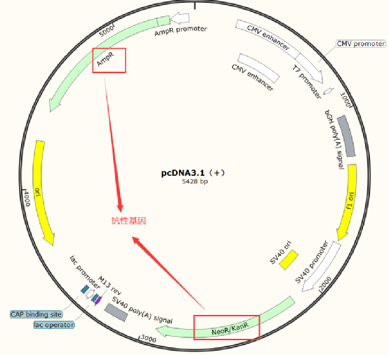 抗生素背景介绍及常用品种