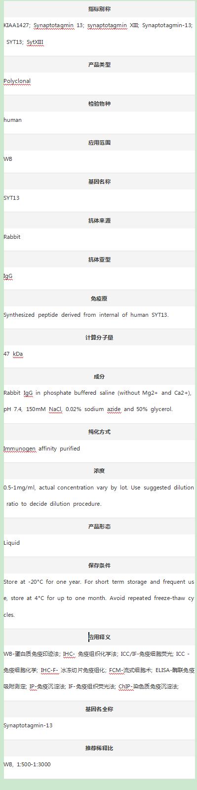 Anti-Synaptotagmin-13/SYT13 An