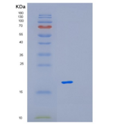 人MAGOH重组蛋白