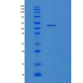 大肠杆菌lldD重组蛋白