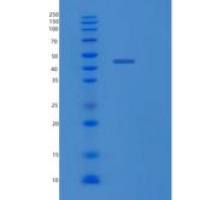 大肠杆菌lldD重组蛋白