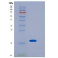 小鼠LGALS1重组蛋白