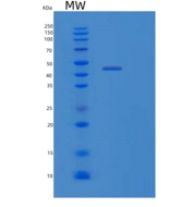 大肠杆菌lldD重组蛋白