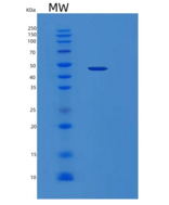 人丝裂原激活蛋白激酶13(MAPK13)重组蛋白