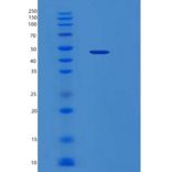 人丝裂原激活蛋白激酶13(MAPK13)重组蛋白