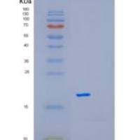 人MAGOH重组蛋白