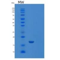 小鼠半乳糖凝集素2(GAL2)重组蛋白