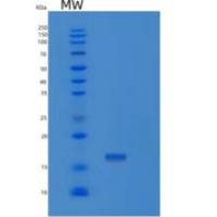 人LGALS2重组蛋白